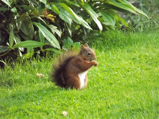 Red Squirrel